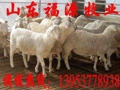 乌海女网红羊羊