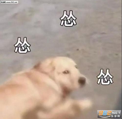 疫情狗狗吃瓜表情包,萌态可掬，传递温暖与欢乐