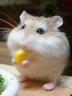 头条百科仓鼠图片,揭秘仓鼠百科图片中的可爱瞬间