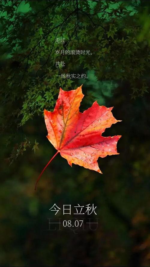 树叶最新爆料文案怎么写,树叶最新爆料，带你一探究竟！