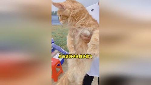 缅因明星,闪耀在海洋之滨的璀璨明珠