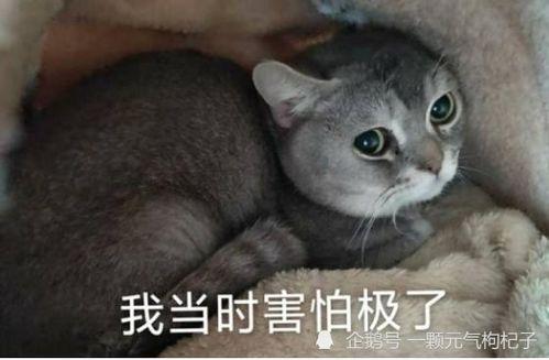 元气良吃瓜,揭秘娱乐圈那些不为人知的幕后故事