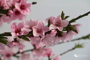 桃花大爆料完整视频大全,揭秘完整视频背后的精彩瞬间